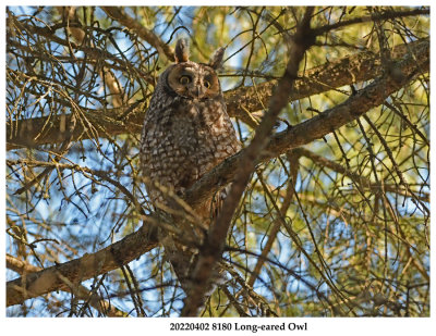 20220402 8180 Long-eared Owl.jpg