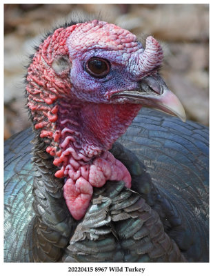 20220415 8967 Wild Turkey c1.jpg