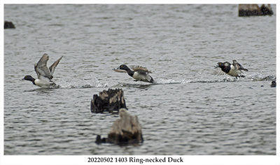 20220502 1403 Ring-necked Duck.jpg