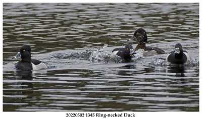 20220502 1345 Ring-necked Duck DN xxx.jpg