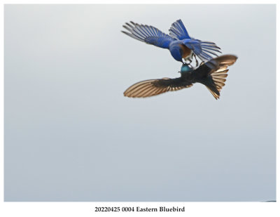 20220425 0004 SERIES - Eastern Bluebird.jpg