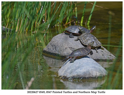 20220627 0549, 0547 Painted Turtles and Northern Map Turtle.jpg