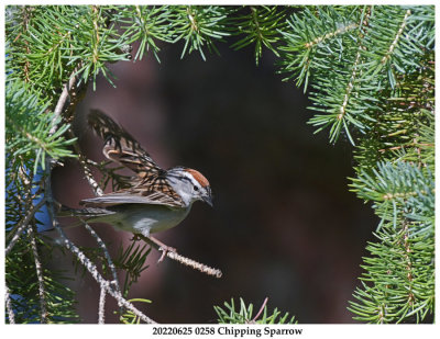 20220625 0258 Chipping Sparrow.jpg