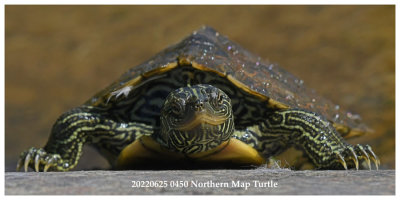 20220625 0450 Northern Map Turtlejpg
