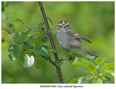 20220530 6981 Clay-colored Sparrow.jpg