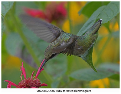 20220802 2002 Ruby-throated Hummingbird.jpg