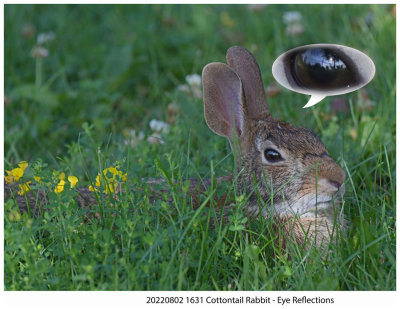 20220802 1631 Cottontail Rabbit r1.jpg