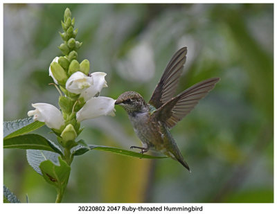 20220802 2047 Ruby-throated Hummingbird.jpg