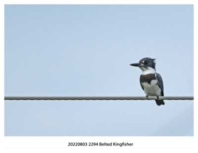 20220803 2294 Belted Kingfisher xxx.jpg