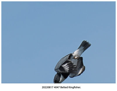 20220817 4047 Belted Kingfisher r1.jpg