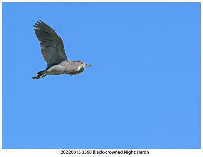 20220815 3368 Black-crowned Night Heron.jpg