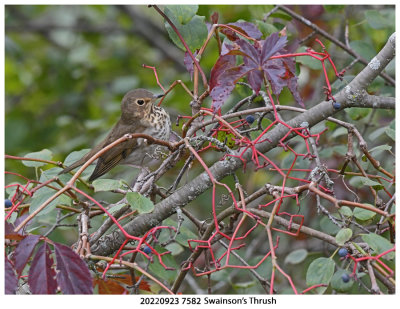 20220923 7582 Swainson's Thrush.jpg