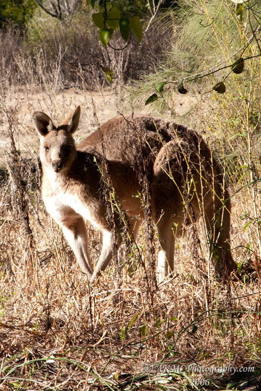 060708_094642_0932 Curious Kangaroo (Sat 08 Jul 06)