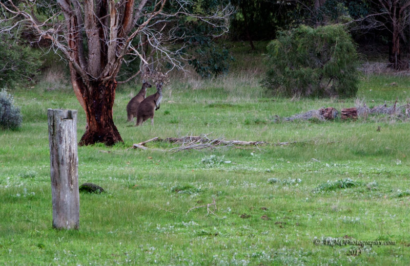 20130808_193612_0524 - Our Neighbours