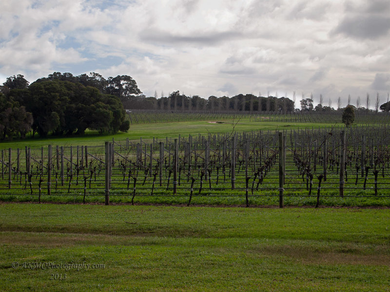 20130808_125903_8080703 - The Vineyard