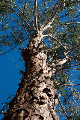 060708_095050_0938 Paperbark Tree (Sat 08 Jul 06)