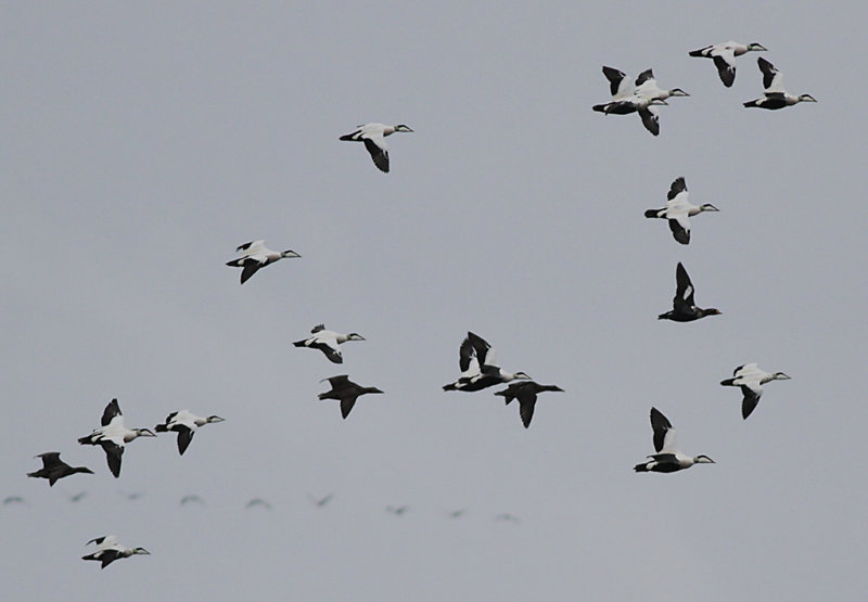 Praktejder - King eider (Somateria spectabilis)