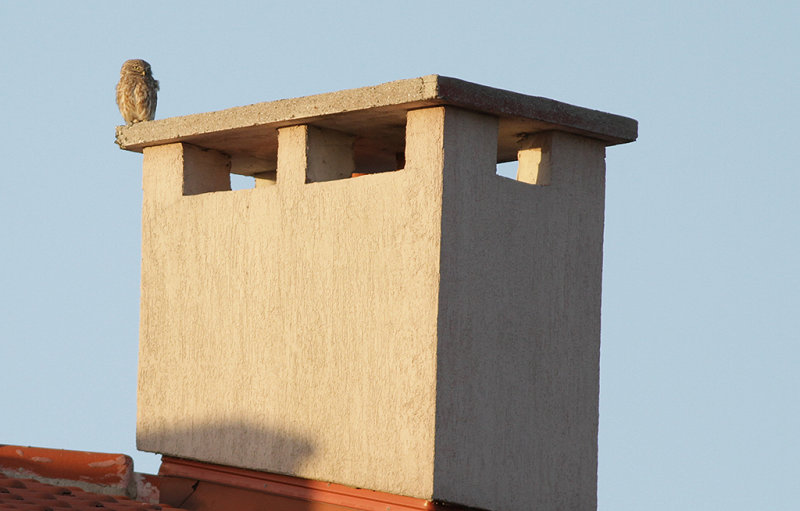 Minervauggla - Little Owl (Athene noctua) 