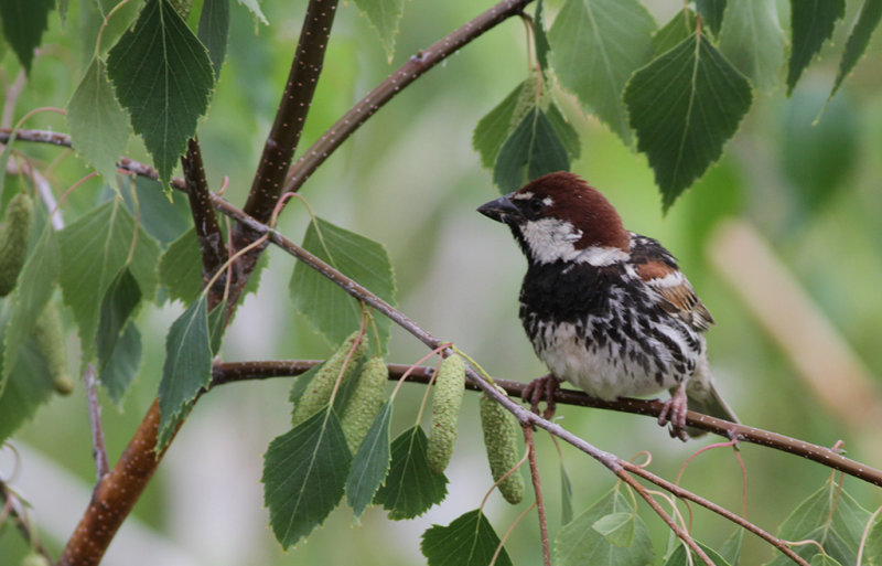 Spansk sparv - Spanish Sparrow (Passer hispaniolensis)