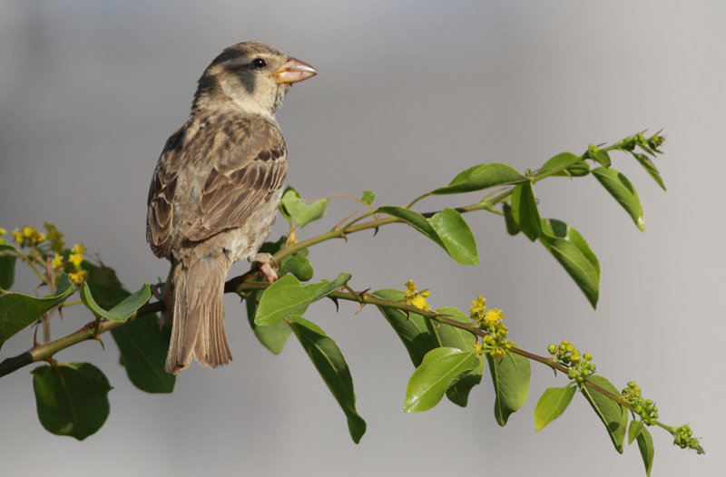 Spansk sparv - Spanish Sparrow (Passer hispaniolensis)