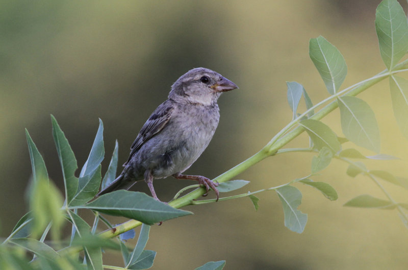 Spansk sparv - Spanish Sparrow (Passer hispaniolensis)