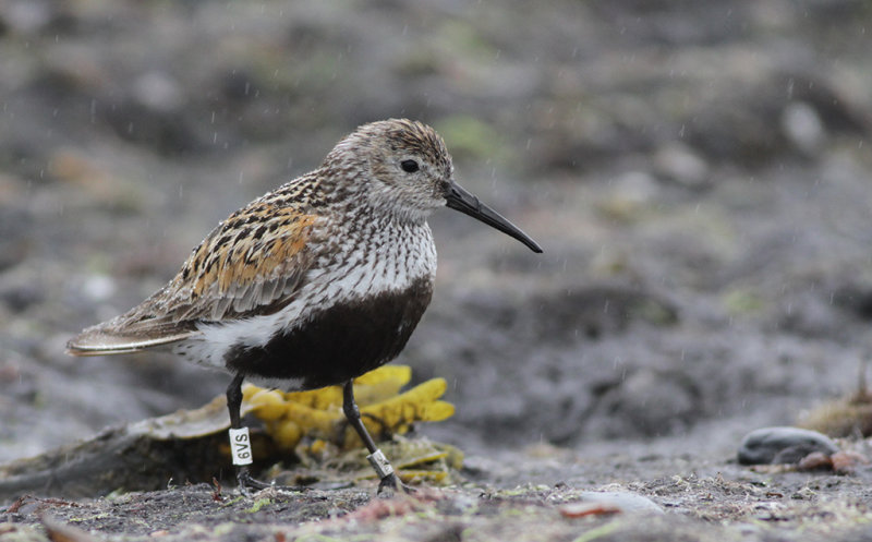 Kärrsnäppa - Dunlin (Calidris alpina)