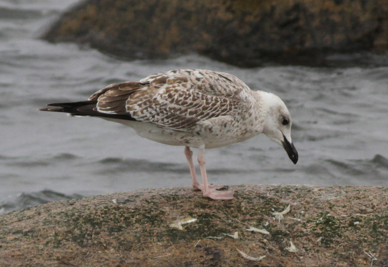 Medelhavstrut-Yellow-legged Gull (Larus michahellis)