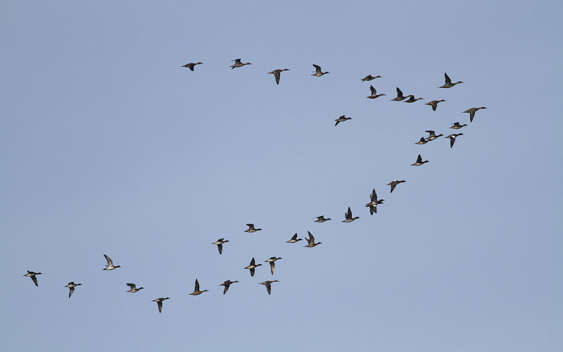 Simänder - Dabbling ducks