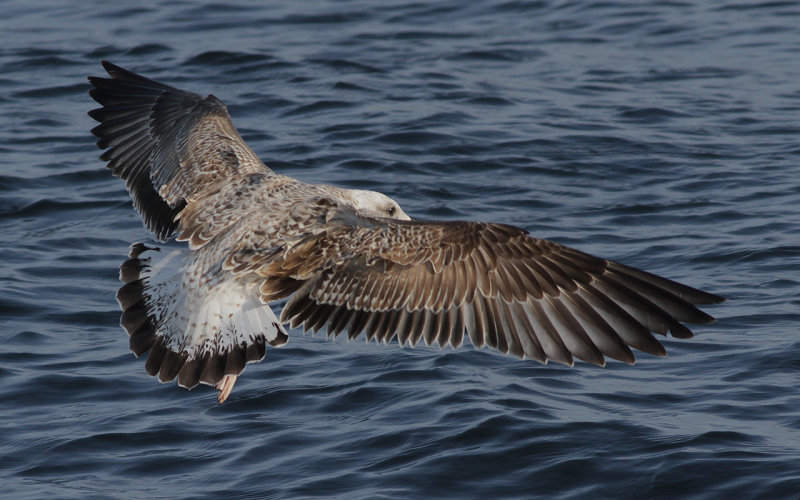 Medelhavstrut-Yellow-legged Gull (Larus michahellis)