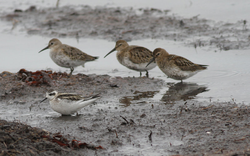 Smalnbbad simsnppa - Red-necked Phalarope  (Phalaropus lobatus)