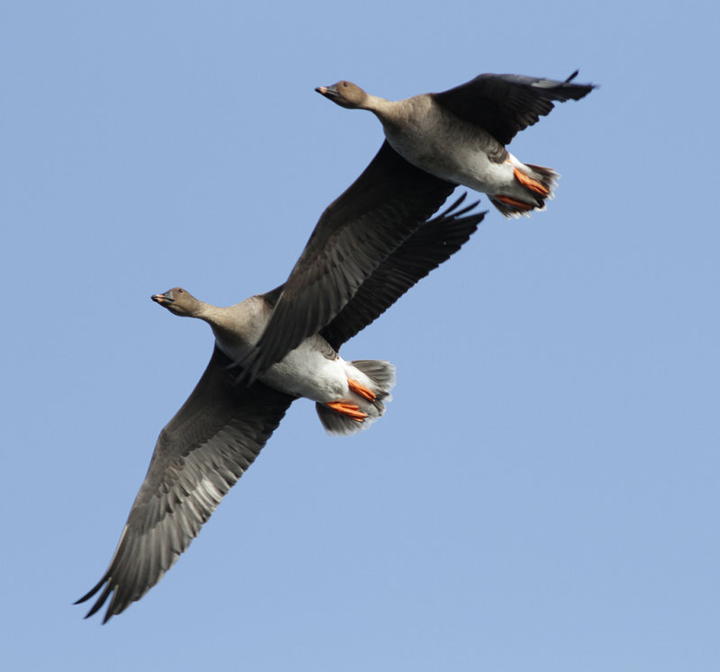 Sädgås - Taiga bean goose (Anser fabalis rossicus)
