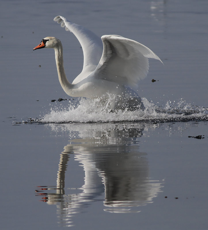 Knölsvan - Mute swan (Cygnus olor)