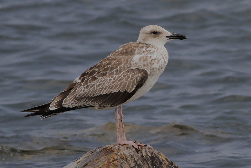Kaspisk trut Caspian Gull (Larus cachinnans)