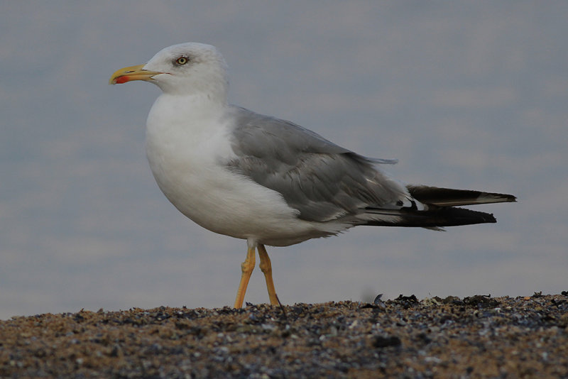 Medelhavatrut Yellow-legged Gull  (Larus michahellis)