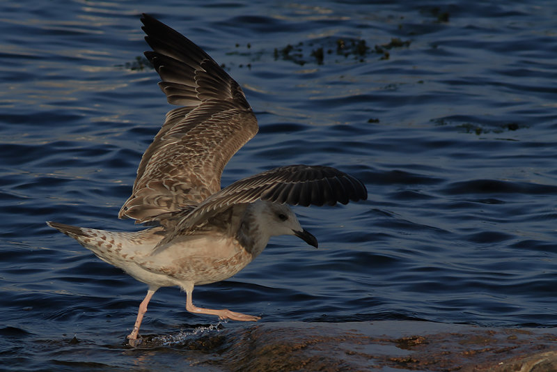 Medelhavstrut-Yellow-legged Gull (Larus michahellis)