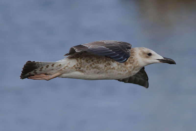 Kaspisk trut CG (Larus cachinnans)