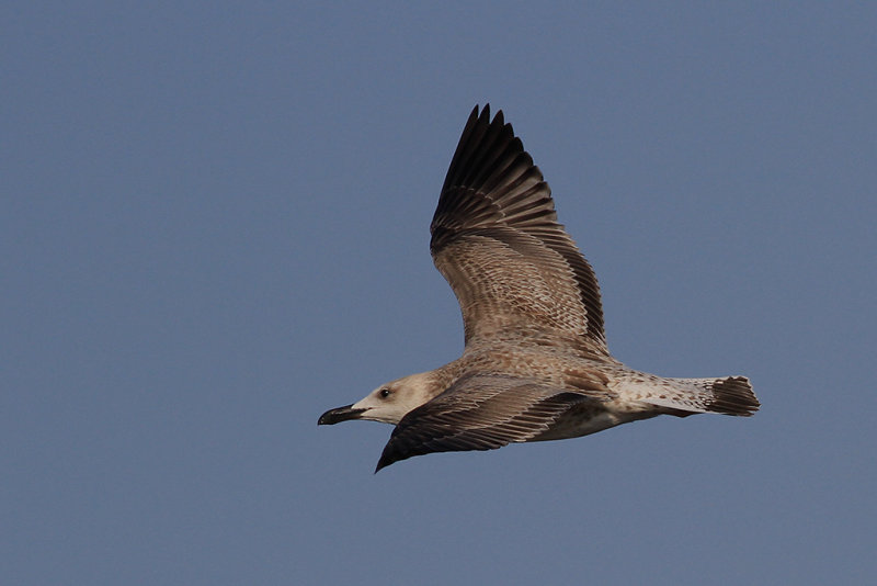 Kaspisk trut CG (Larus cachinnans)