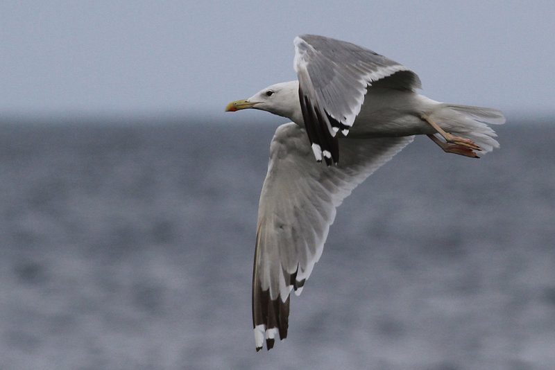 Kaspisk trut - Caspian Gull (Larus cachinnans)