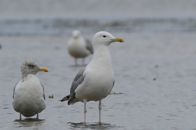 Kaspisk trut - Caspian Gull (Larus cachinnans)