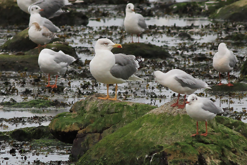 Medelhavatrut Yellow-legged Gull  (Larus michahellis)