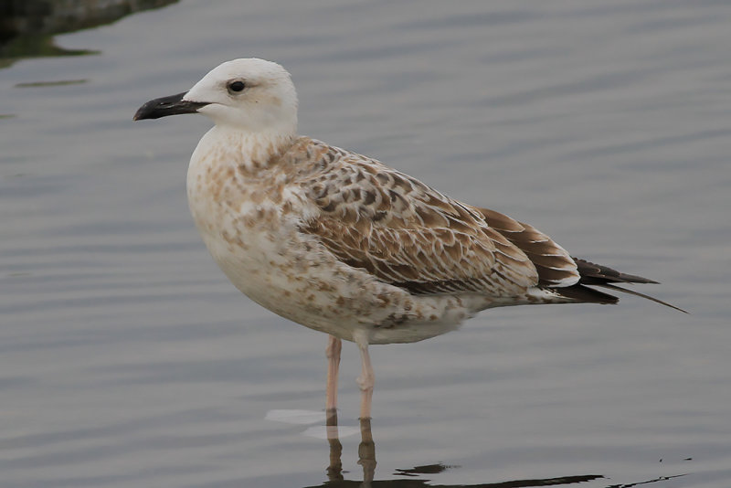 Kaspisk trut CG (Larus cachinnans)