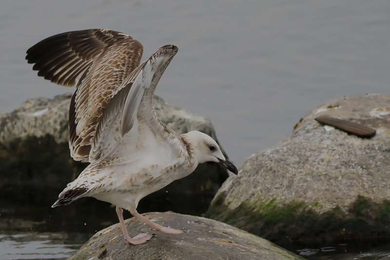 Kaspisk trut CG (Larus cachinnans)