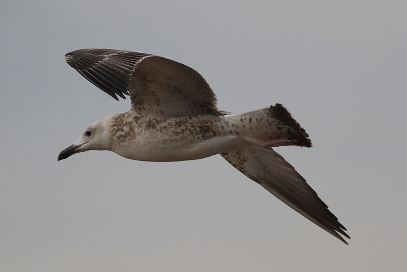 Kaspisk trut CG (Larus cachinnans)