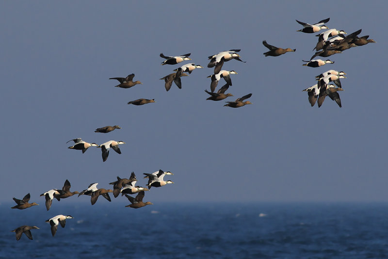 Ejder - Common eider (Somateria mollissima)