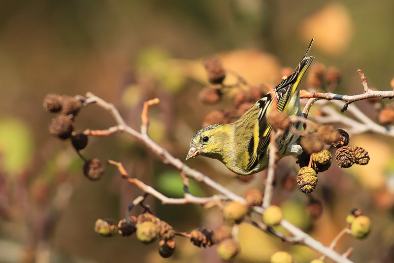 Grönsiska - Siskin (Spinus spinus)