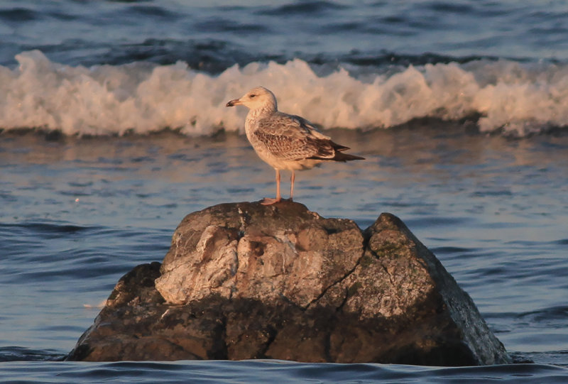 Silltrut - Lesser Black-backed Gull (Larus fuscus)