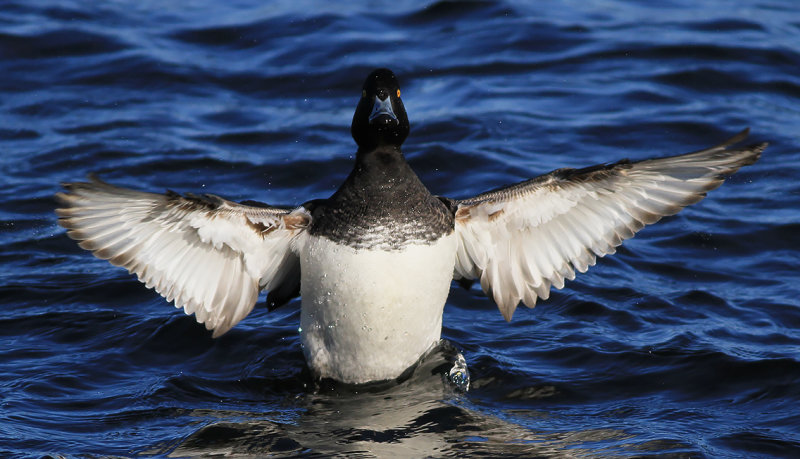 Vigg - Tufted duck (Aythya fuligula)