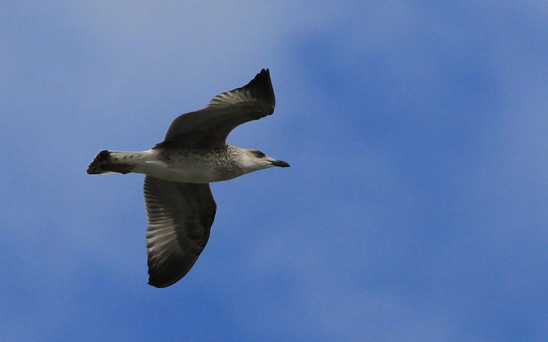 Medelhavstrut-Yellow-legged Gull (Larus michahellis)