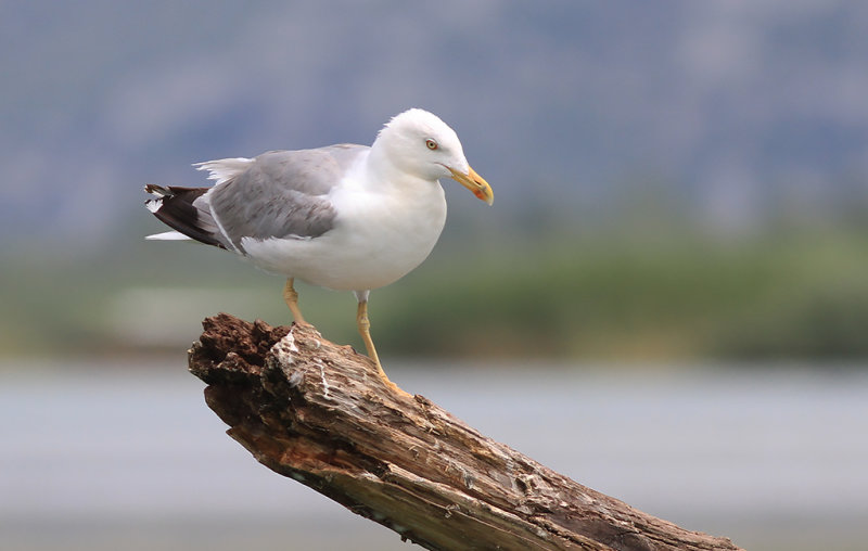 Medelhavatrut Yellow-legged Gull  (Larus michahellis)