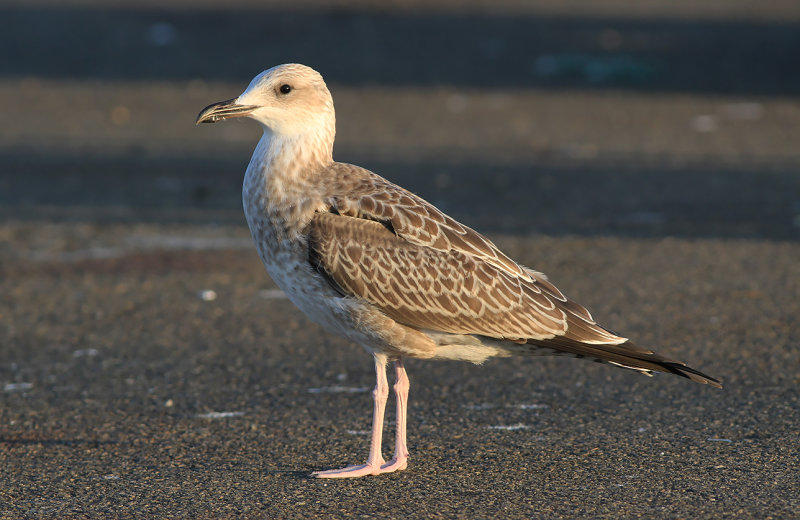Kaspisk trut - Caspian Gull (Larus cachinnans)